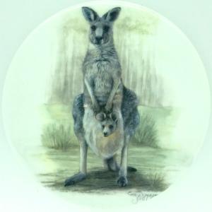 grey kangaroo with Joey