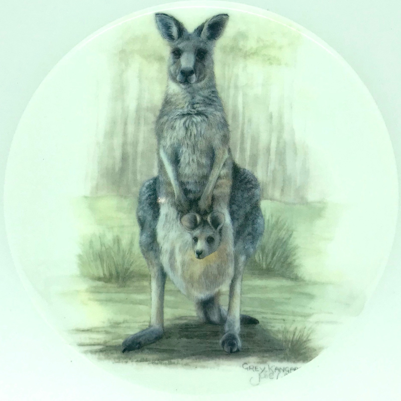 grey kangaroo with Joey | 